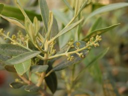 Olea europaea